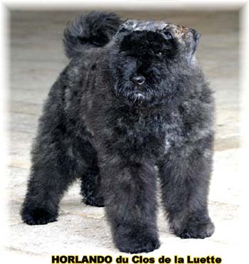 HORLANDO Bouvier des Flandres du Clos de la Luette &copy; Copyright depose